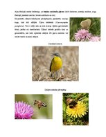 Eseja 'Pārskats par zālājiem raksturīgajām sugām', 4.