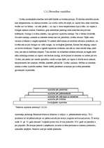 Referāts 'Jauniešu pozitīvā tēla veidošana - vērtības, karjeras veidošana, saskarsme', 13.