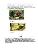 Referāts 'Latviešu tautas tradīcijas senatnē un mūsdienās', 13.