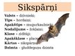Prezentācija 'Placentāļi: kukaiņēdāji un sikspārņi', 10.