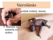 Prezentācija 'Placentāļi: kukaiņēdāji un sikspārņi', 14.