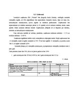 Biznesa plāns 'SIA "Veloms"', 15.