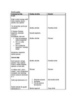 Konspekts 'Aktīvā prakse integrētajā mācībā sākumskolā', 13.