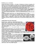 Konspekts 'Organisma iekšējā vide. Asinis, limfa', 2.