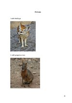 Referāts 'Eksotiskie dzīvnieki', 18.