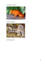 Referāts 'Eksotiskie dzīvnieki', 19.