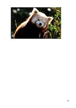 Referāts 'Eksotiskie dzīvnieki', 20.