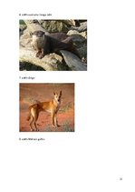 Referāts 'Eksotiskie dzīvnieki', 21.