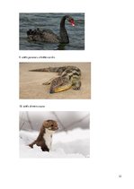 Referāts 'Eksotiskie dzīvnieki', 22.