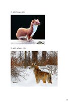 Referāts 'Eksotiskie dzīvnieki', 23.