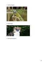 Referāts 'Eksotiskie dzīvnieki', 24.