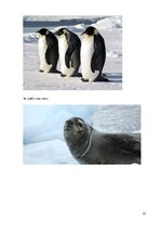 Referāts 'Eksotiskie dzīvnieki', 25.