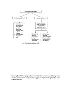 Prakses atskaite 'Prakses atskaite uzņēmumā', 7.