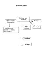 Prakses atskaite 'Prakse Skrundas kultūras namā', 8.