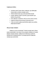 Konspekts 'MicRec vērtību piramīda', 4.