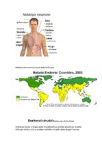 Konspekts 'Tropiskās slimības', 9.