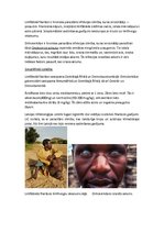 Konspekts 'Tropiskās slimības', 14.