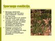 Prezentācija 'Sporaugi', 5.