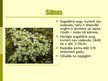 Prezentācija 'Sporaugi', 7.