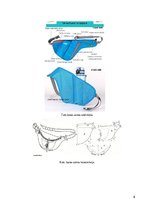 Referāts 'Jostas soma', 8.