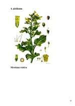 Referāts 'Tabaka un cigaretes', 28.