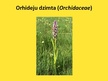Prezentācija 'Orhideju dzimta', 2.