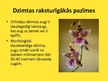 Prezentācija 'Orhideju dzimta', 4.
