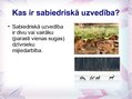 Prezentācija 'Sabiedriskās uzvedības formas', 2.
