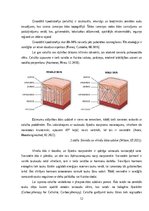 Referāts 'Invazīvās karboksiterapijas pielietošanas efektivitāte ķermeņa estētisko problēm', 12.