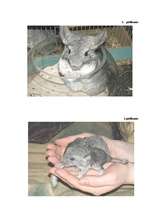 Biznesa plāns 'SIA "Briljanti"', 30.