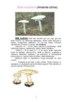 Konspekts 'Indīgās sēnes', 5.