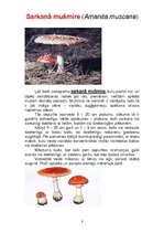 Konspekts 'Indīgās sēnes', 6.