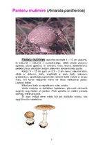 Konspekts 'Indīgās sēnes', 7.