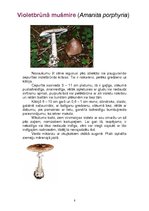 Konspekts 'Indīgās sēnes', 8.