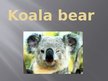 Prezentācija 'Koala Bear', 1.