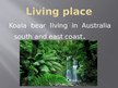 Prezentācija 'Koala Bear', 3.