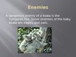Prezentācija 'Koala Bear', 6.