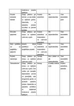 Eseja 'Projekta prezentācija', 5.