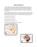 Konspekts 'Centrālā nervu sistēma', 7.