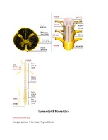 Konspekts 'Centrālā nervu sistēma', 9.