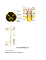 Konspekts 'Centrālā nervu sistēma', 10.