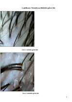 Referāts 'Bīstamie šampūni', 38.