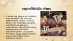Prezentācija 'Sēņu daudzveidība', 5.