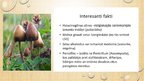 Prezentācija 'Sēņu daudzveidība', 11.