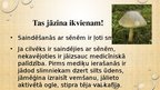 Prezentācija 'Sēņu daudzveidība', 12.