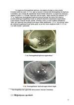 Referāts 'Feromagnētisko šķidrumu atmiņas īpašības pētīšana', 13.