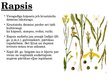 Prezentācija 'Rapsis un tā pielietojums', 3.