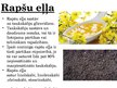 Prezentācija 'Rapsis un tā pielietojums', 7.