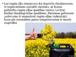 Prezentācija 'Rapsis un tā pielietojums', 12.