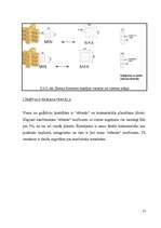 Diplomdarbs 'Būvuzņēmuma plānošana', 29.